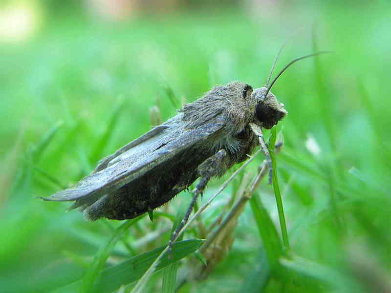 moth; DISPLAY FULL IMAGE.
