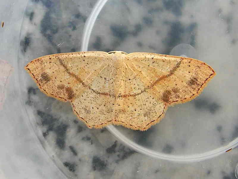 moth; DISPLAY FULL IMAGE.