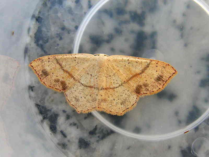 moth; DISPLAY FULL IMAGE.