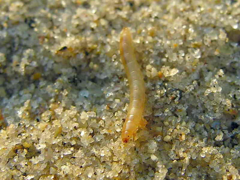 worm; DISPLAY FULL IMAGE.
