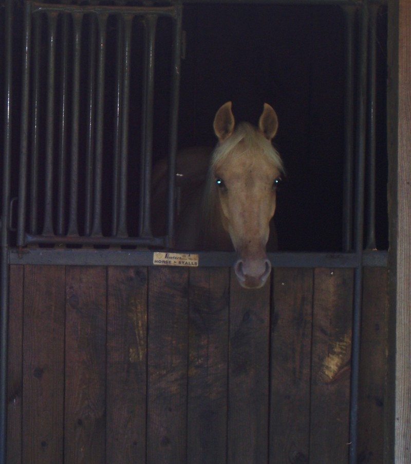 horse; DISPLAY FULL IMAGE.