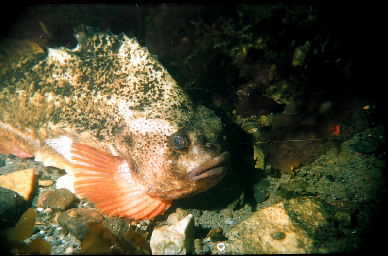 Lumpsucker (Cyclopterus lumpus) {!--도치류-->; DISPLAY FULL IMAGE.