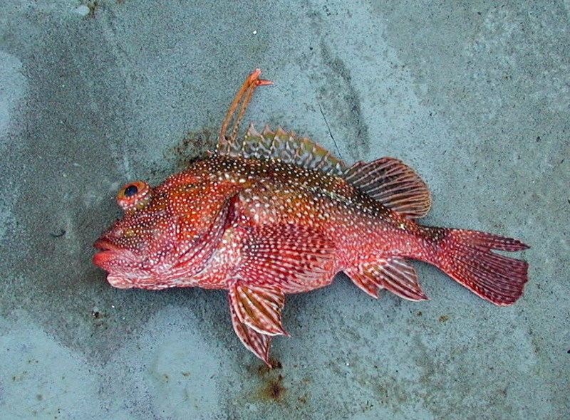 Rockfish {!--볼락류-->; DISPLAY FULL IMAGE.