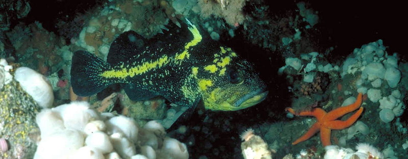 China Rockfish (Sebastes nebulosus) {!--노란줄볼락-->; DISPLAY FULL IMAGE.