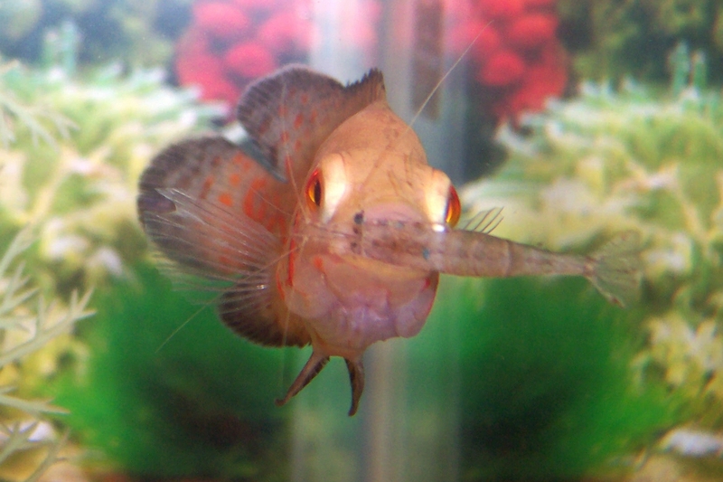 Albino oscar; DISPLAY FULL IMAGE.