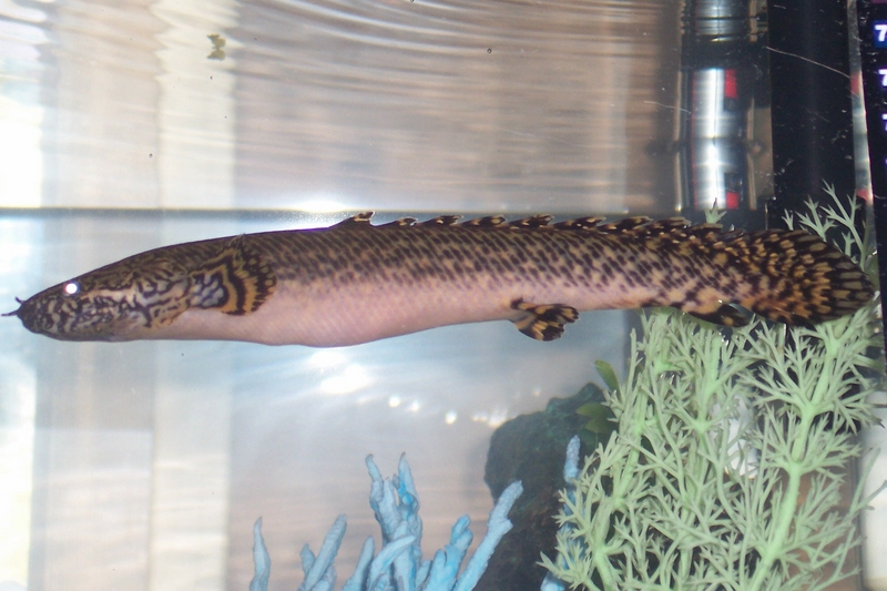 ornate bichir; DISPLAY FULL IMAGE.
