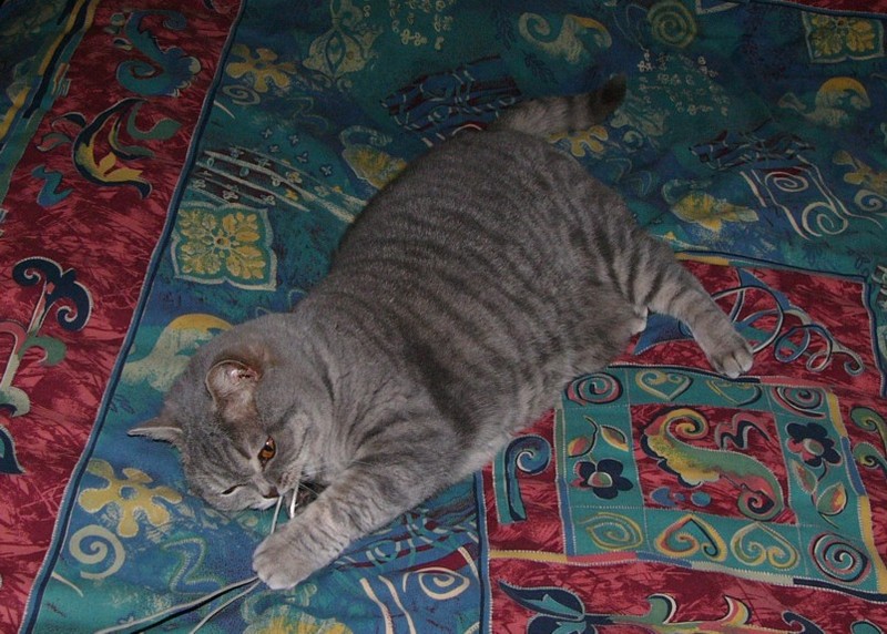 house guest 1; DISPLAY FULL IMAGE.