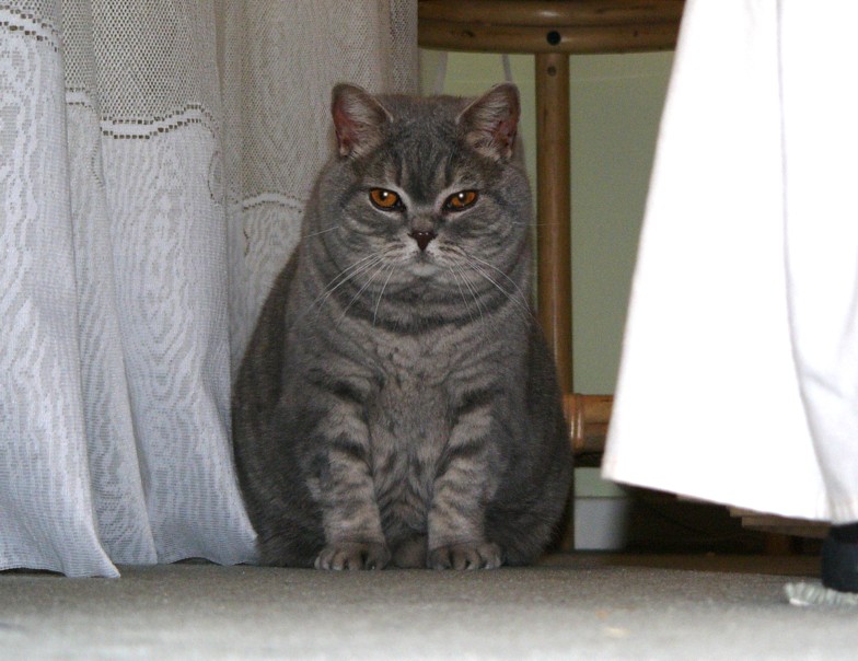 house guest 4; DISPLAY FULL IMAGE.
