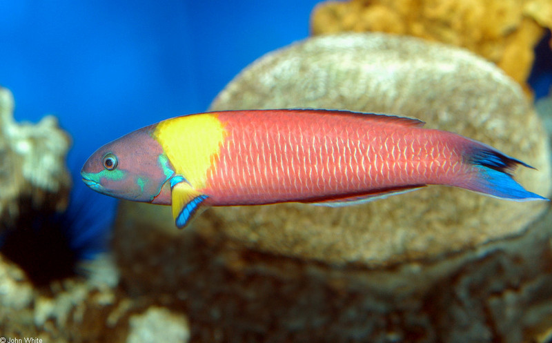 Fish Identification please... What is this? - Rainbow Wrasse ((Thalassoma lucasanum); DISPLAY FULL IMAGE.