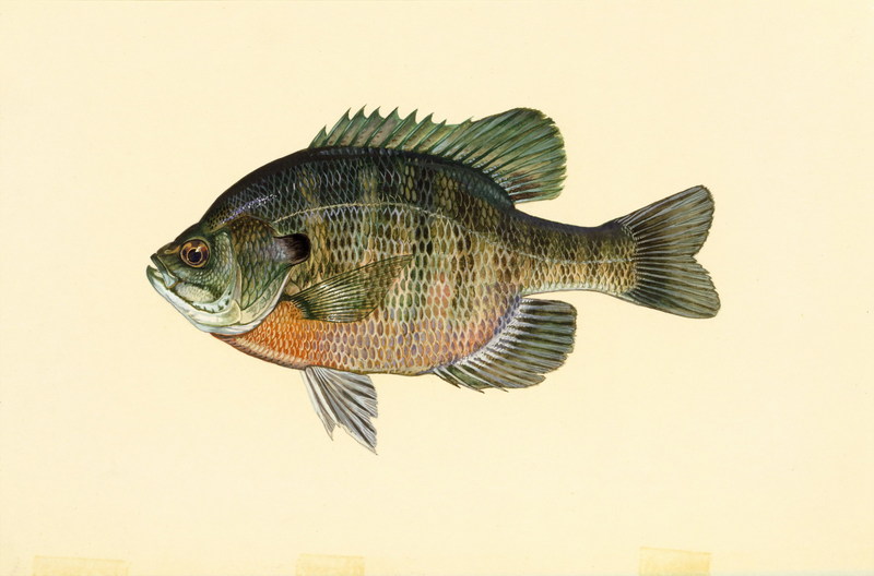 [Painting] Bluegill (Lepomis macrochirus) {!--파랑볼우럭(블루길)-->; DISPLAY FULL IMAGE.