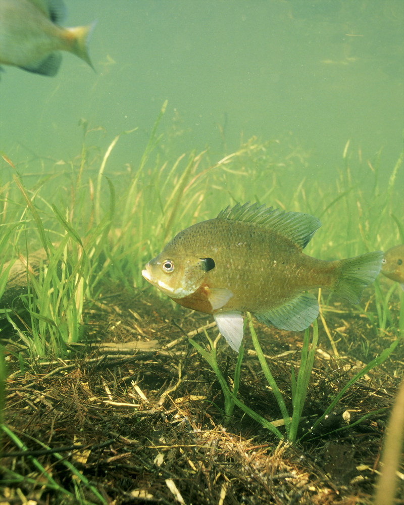 Bluegill (Lepomis macrochirus) {!--파랑볼우럭(블루길)-->; DISPLAY FULL IMAGE.