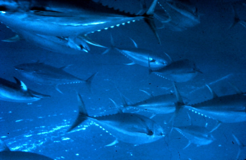 Yellowfin Tuna (Thunnus albacares) {!--황다랑어(황다랭이)-->; DISPLAY FULL IMAGE.