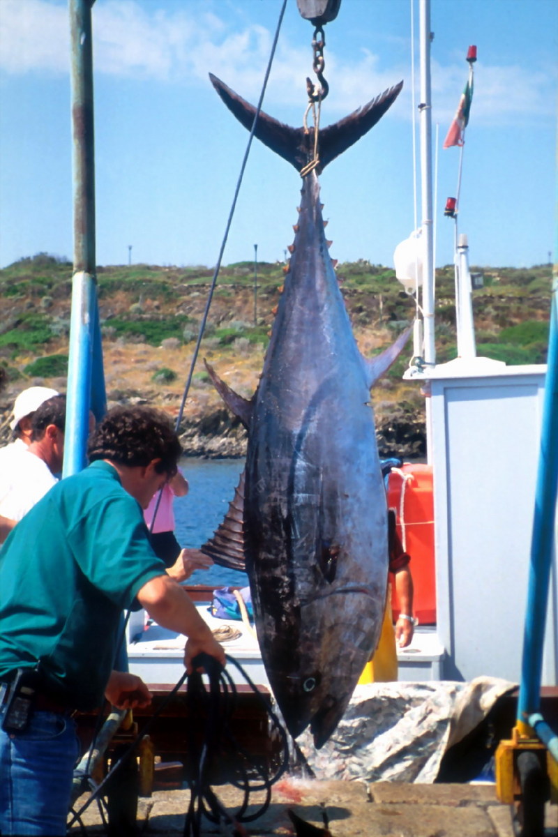 Northern Bluefin Tuna (Thunnus thynnus) {!--참다랑어(참다랭이)-->; DISPLAY FULL IMAGE.