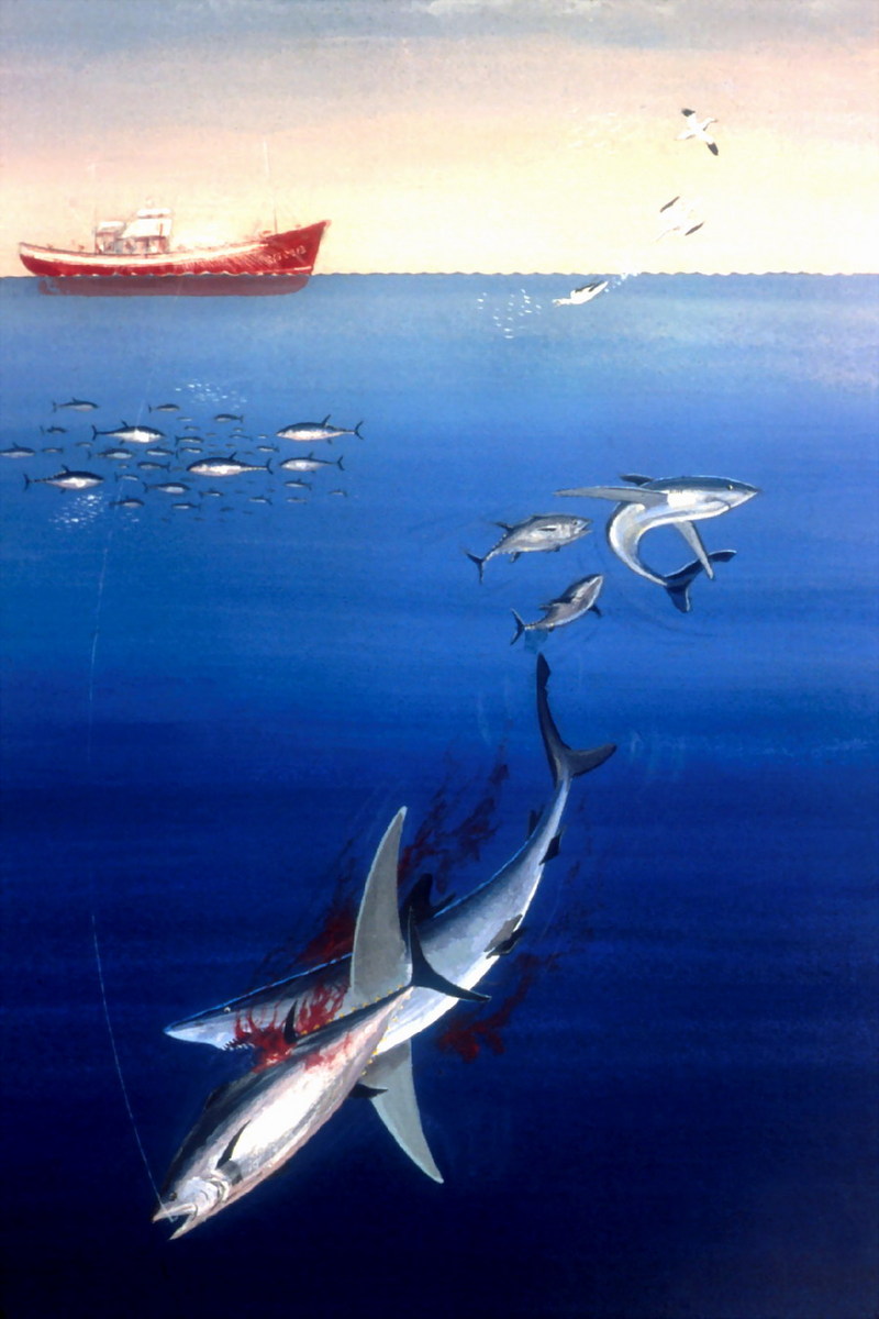Tuna (Scombridae) {!--참치(다랑어류)-->; DISPLAY FULL IMAGE.