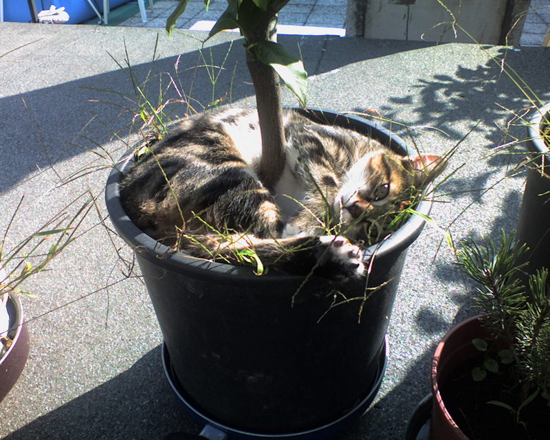 GATTO JOEY; DISPLAY FULL IMAGE.