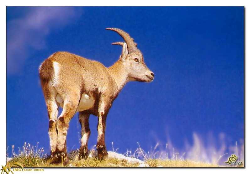 [BitScan] Wildlife - Ibex; DISPLAY FULL IMAGE.