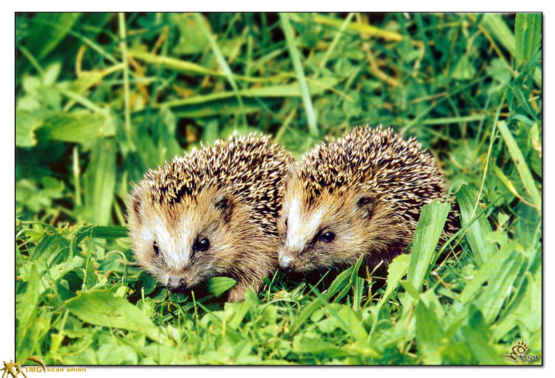 [BitScan] Wildlife - Hedgehog cubs; DISPLAY FULL IMAGE.