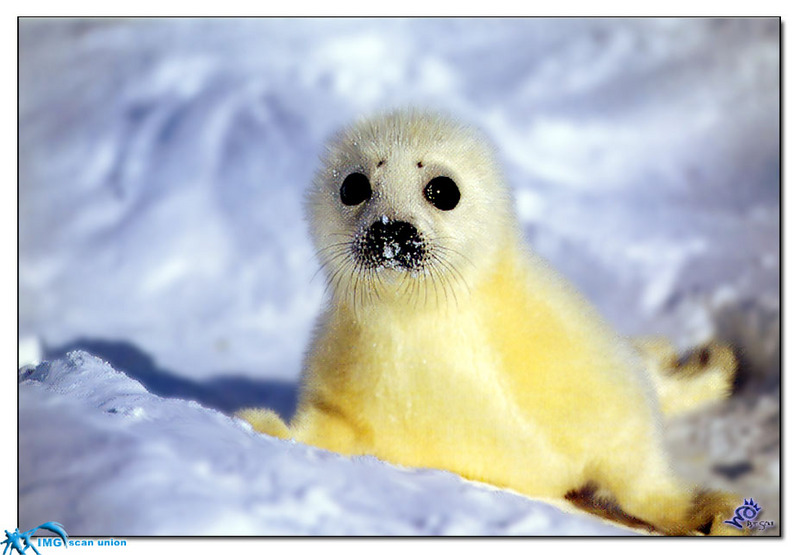 [BitScan] Wildlife - Harp Seal pup; DISPLAY FULL IMAGE.