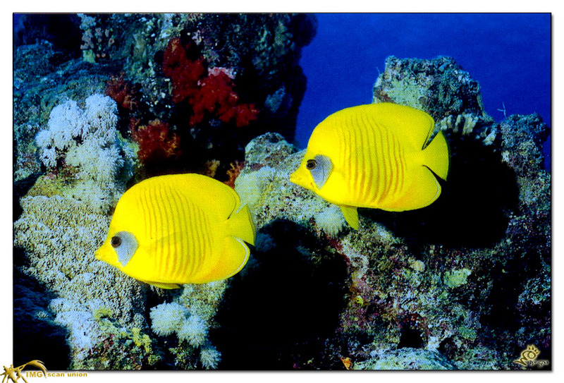 [BitScan] Wildlife - Bluecheek Butterflyfish (Chaetodon semilarvatus) {!--홍줄가면나비돔-->; DISPLAY FULL IMAGE.