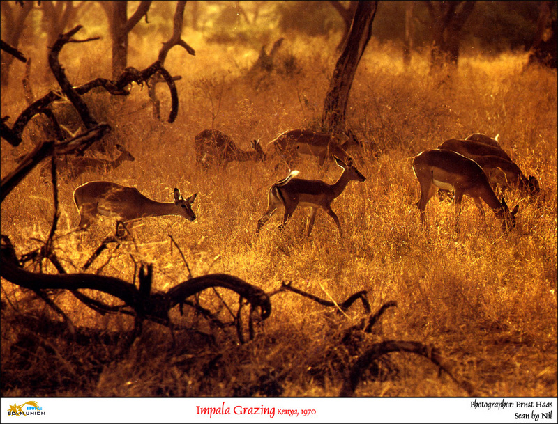 [NilScan] Ernst Haas - Grazing Impala; DISPLAY FULL IMAGE.