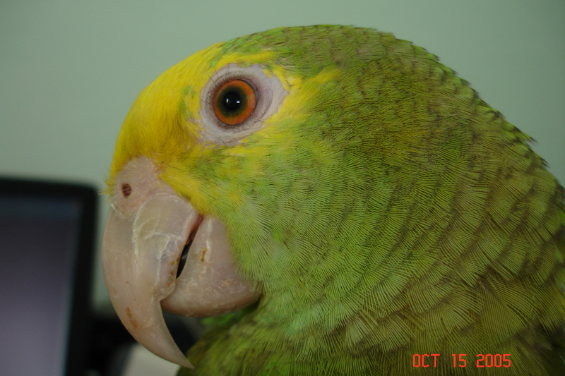 Cruzi seven months old..; DISPLAY FULL IMAGE.