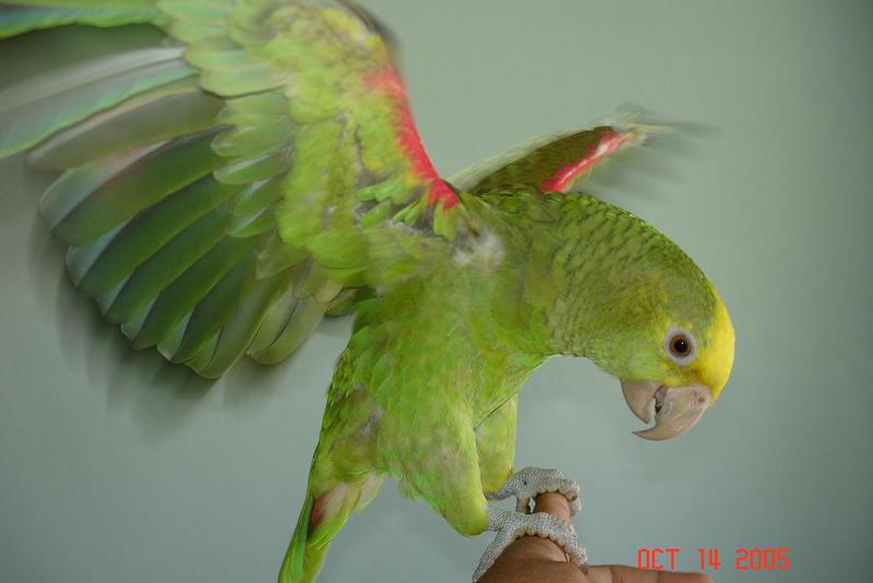 Amazona Oratrix 7 months old.; DISPLAY FULL IMAGE.