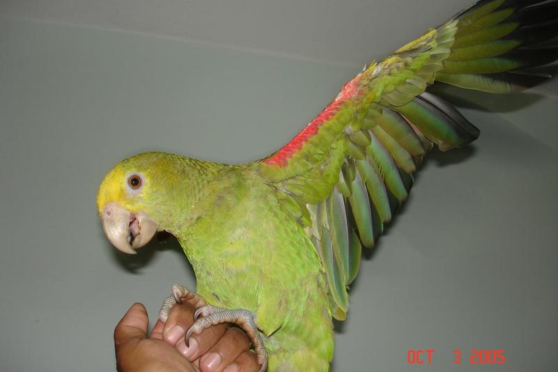 Amazona Oratrix 7 months old.; DISPLAY FULL IMAGE.