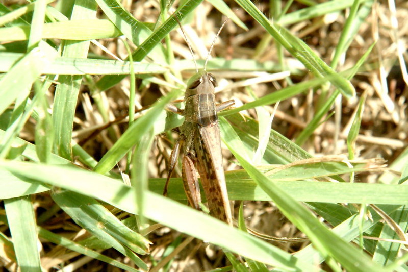 Black-backed Grasshopper (Euprepocnemis shirakii) {!--등검은메뚜기-->; DISPLAY FULL IMAGE.