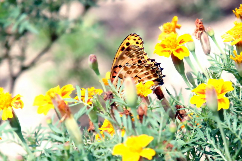 Indian Fritillary Butterfly (Argyreus hyperbius) {!--암끝검은표범나비(수컷)-->; DISPLAY FULL IMAGE.