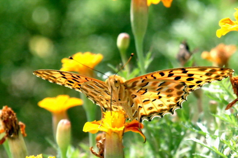 Indian Fritillary Butterfly (Argyreus hyperbius) {!--암끝검은표범나비(수컷)-->; DISPLAY FULL IMAGE.