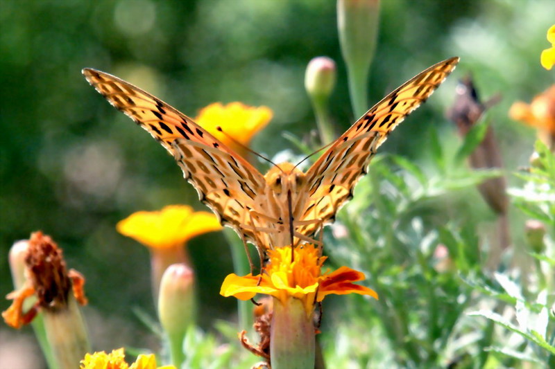 Indian Fritillary Butterfly (Argyreus hyperbius) {!--암끝검은표범나비(수컷)-->; DISPLAY FULL IMAGE.