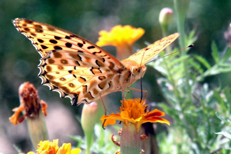 Indian Fritillary Butterfly (Argyreus hyperbius) {!--암끝검은표범나비(수컷)-->; DISPLAY FULL IMAGE.