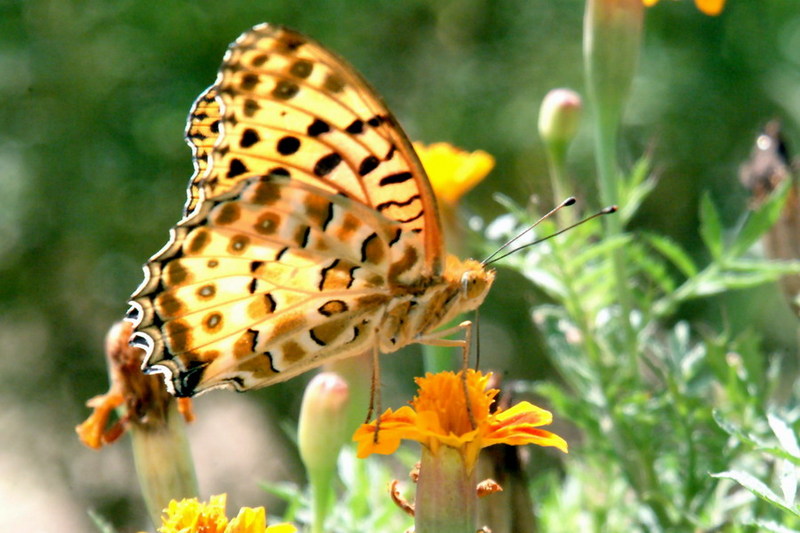 Indian Fritillary Butterfly (Argyreus hyperbius) {!--암끝검은표범나비(수컷)-->; DISPLAY FULL IMAGE.