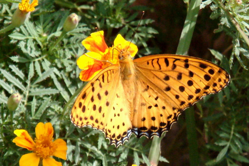 Indian Fritillary Butterfly (Argyreus hyperbius) {!--암끝검은표범나비(수컷)-->; DISPLAY FULL IMAGE.