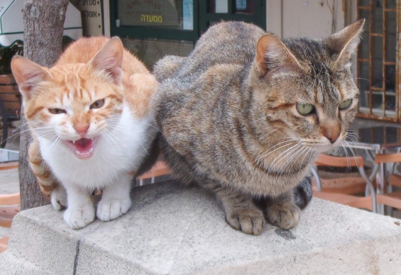 Cats; DISPLAY FULL IMAGE.