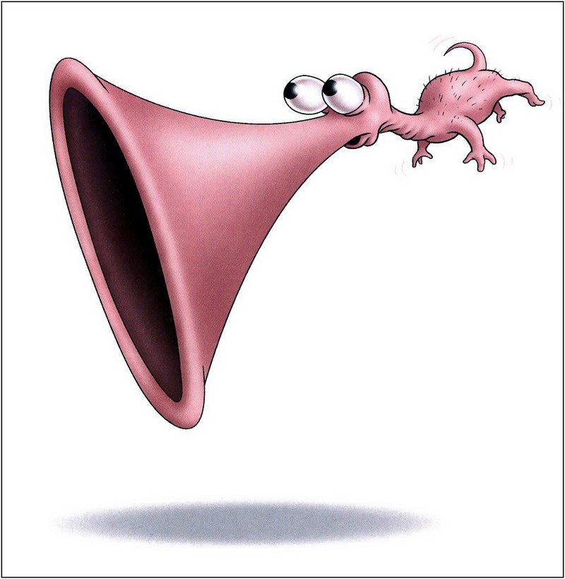 [xLR8]-Flanimals; DISPLAY FULL IMAGE.