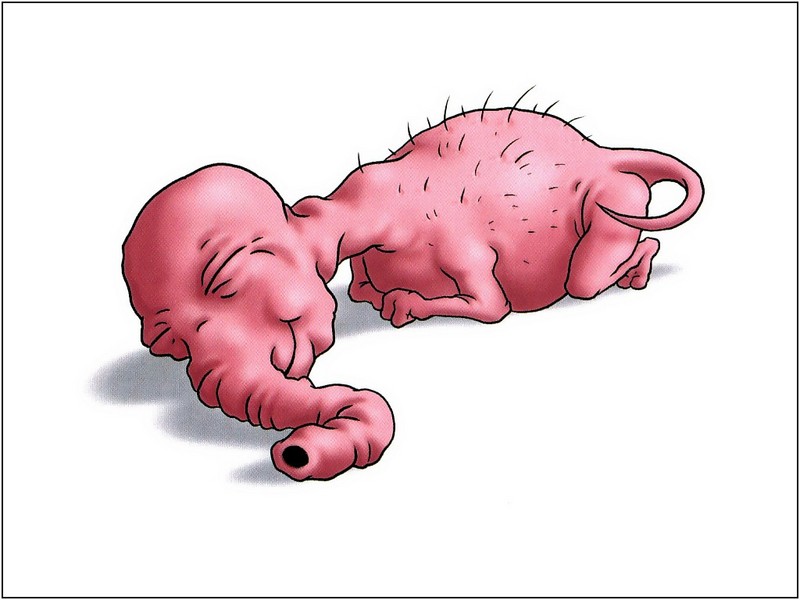 [xLR8]-Flanimals; DISPLAY FULL IMAGE.