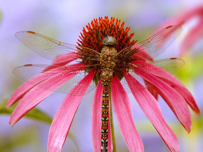 [Daily_Photos_09_September_2005] Dragonfly on a Coneflower, Washington; DISPLAY FULL IMAGE.