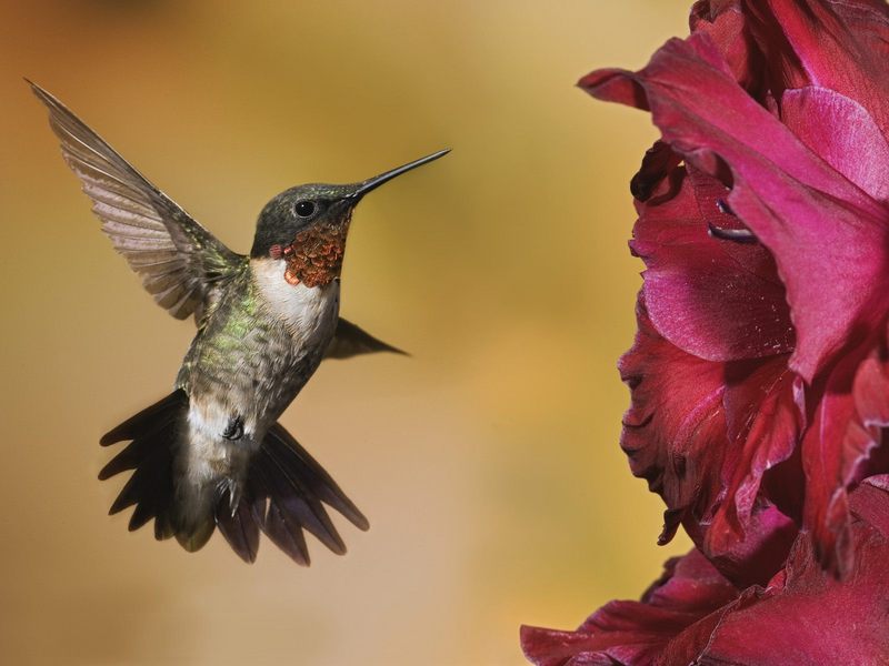 [Daily_Photos_09_September_2005] Male Ruby-Throated Hummingbird; DISPLAY FULL IMAGE.