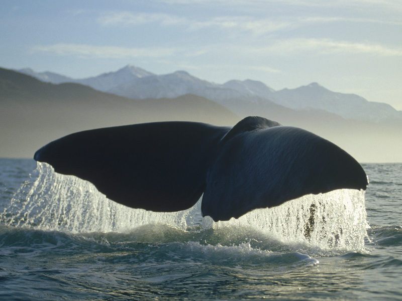 [Daily_Photos_09_September_2005] Sperm Whale; DISPLAY FULL IMAGE.
