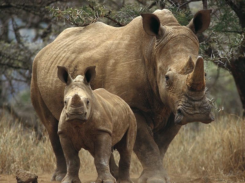[Daily_Photos_09_September_2005] White Rhinos, Kenya, Africa = white rhinoceros (Ceratotherium simum); DISPLAY FULL IMAGE.