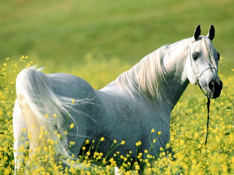[BitTorrent-Horses]  Among the Fields of Gold, Arabian Stallion; DISPLAY FULL IMAGE.