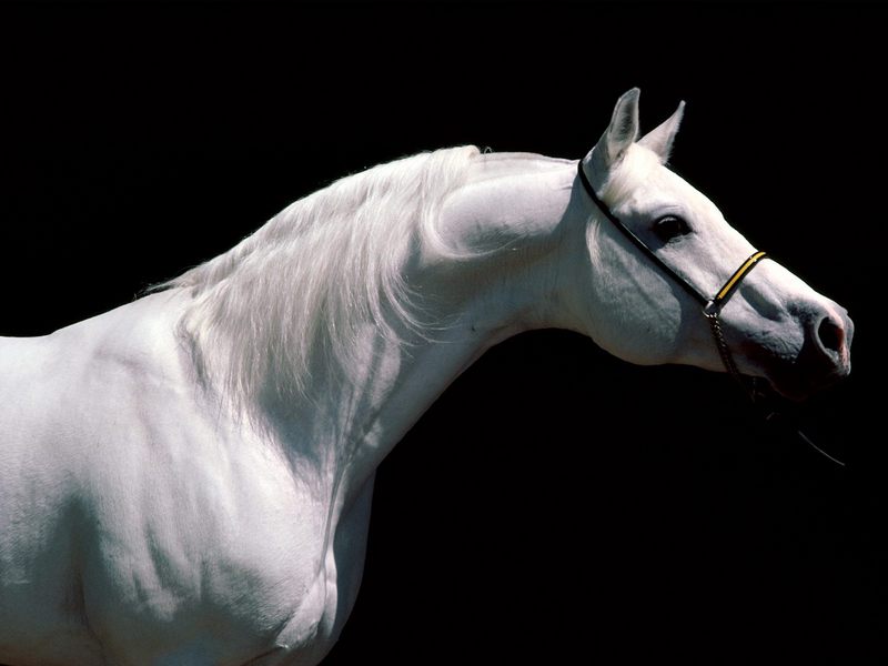 [BitTorrent-Horses]  Arabian Stallion; DISPLAY FULL IMAGE.