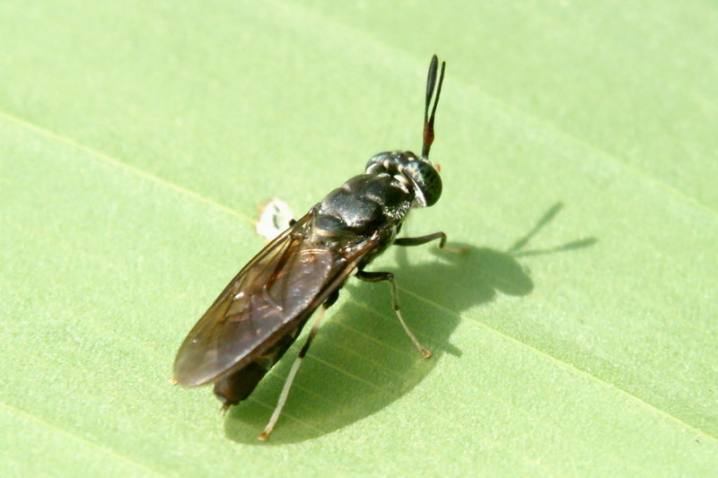 Soldier Fly (Ptecticus tenebrifer) with long body {!--동애등에-->; DISPLAY FULL IMAGE.