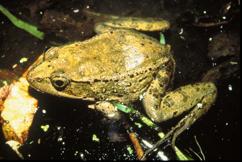 Red-legged Frog (Rana aurora) {!--붉은발개구리-->; DISPLAY FULL IMAGE.