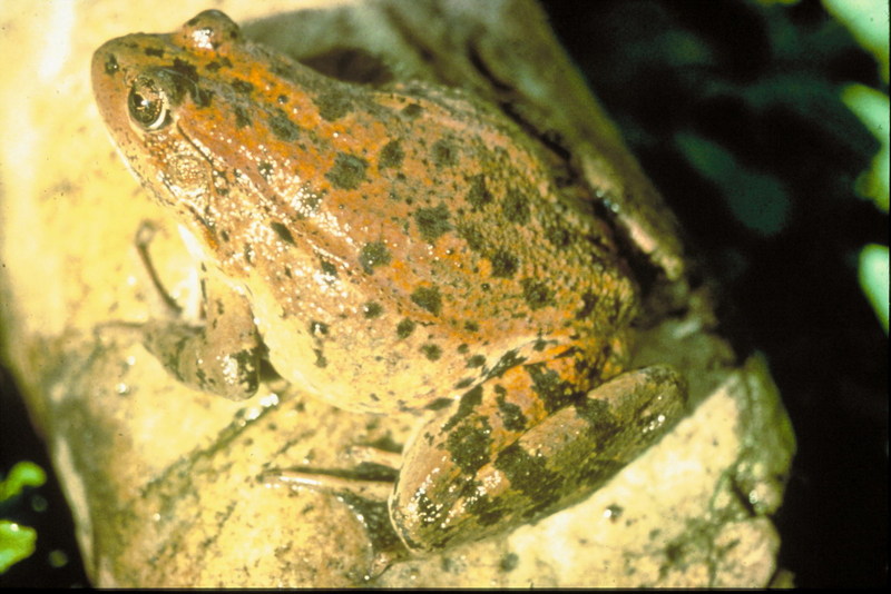 Red-legged Frog (Rana aurora) {!--붉은발개구리-->; DISPLAY FULL IMAGE.
