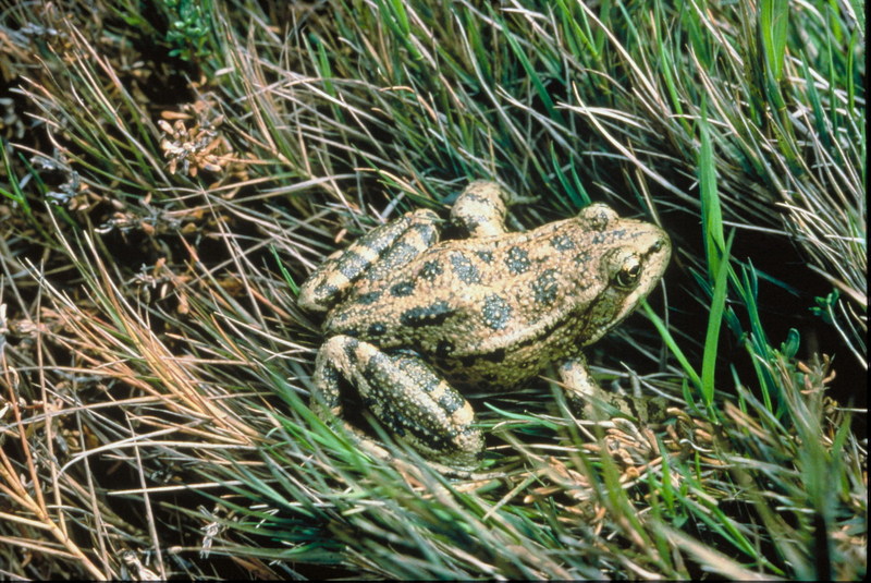 Red-legged Frog (Rana aurora) {!--붉은발개구리-->; DISPLAY FULL IMAGE.
