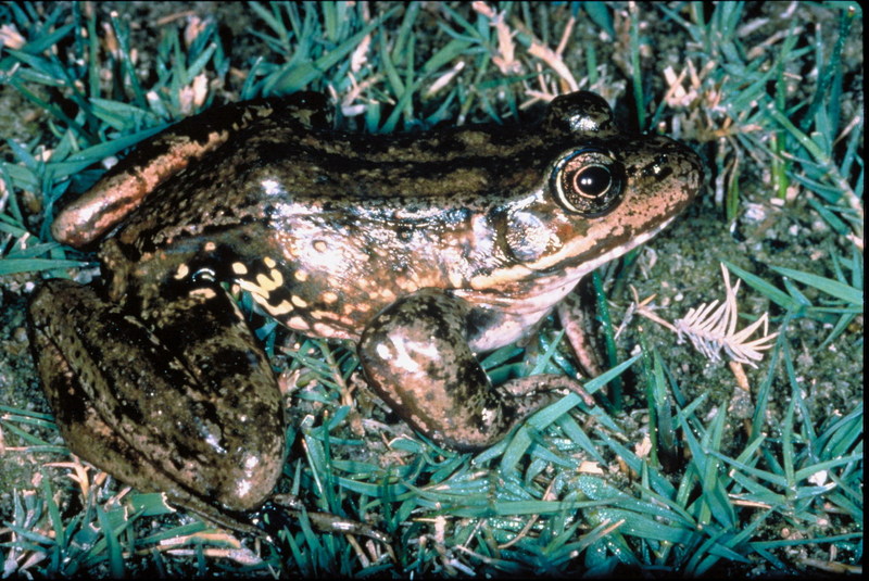 Red-legged Frog (Rana aurora) {!--붉은발개구리-->; DISPLAY FULL IMAGE.