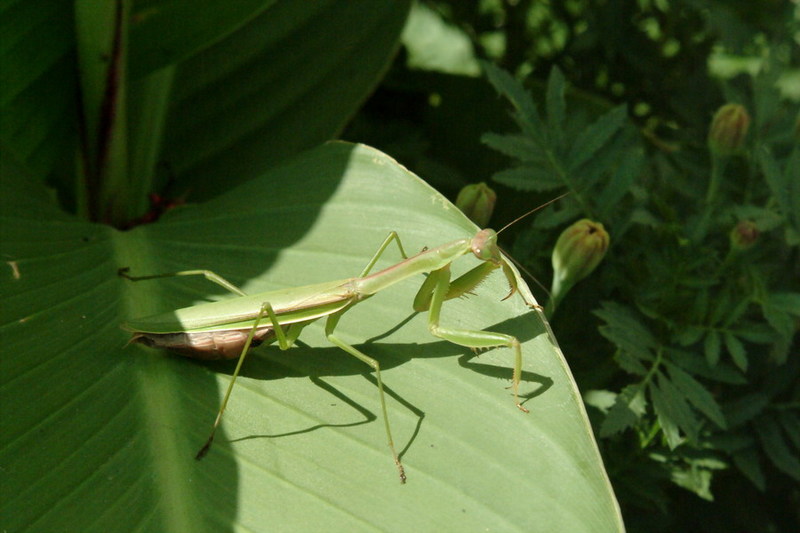 Praying Mantis {!--사마귀-->; DISPLAY FULL IMAGE.