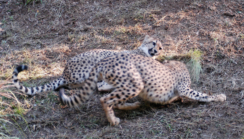 Cheetahs - Cheetah053.JPG; DISPLAY FULL IMAGE.